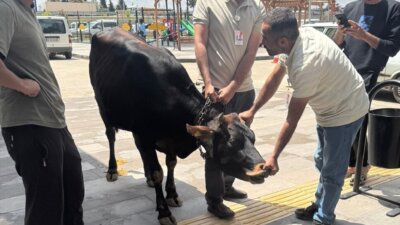Gaziantep’in Nizip ilçesinde sahibinin elinden kaçan kurbanlık dana, hastane bahçesinde