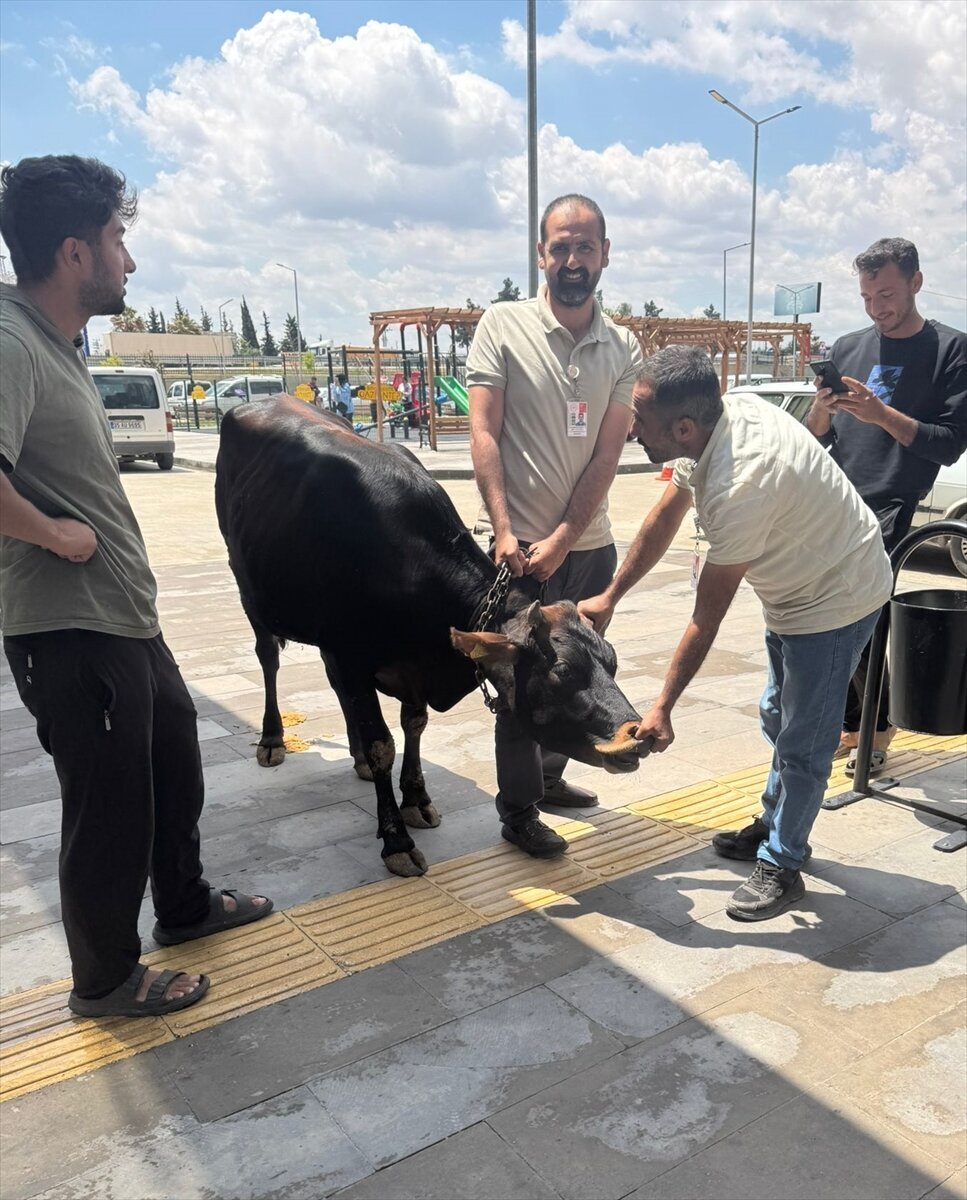 Gaziantep’in Nizip ilçesinde sahibinin elinden kaçan kurbanlık dana, hastane bahçesinde