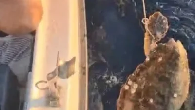 Aydın’ın Kuşadası ilçesinde denizde çırpınan bir caretta caretta, balık tutmak