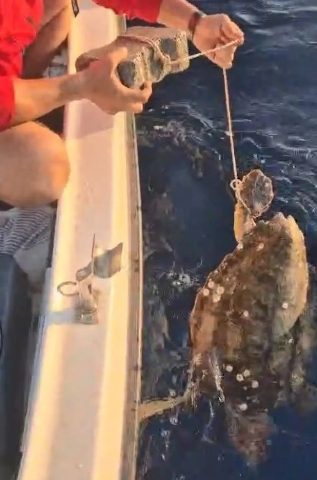 Aydın’ın Kuşadası ilçesinde denizde çırpınan bir caretta caretta, balık tutmak