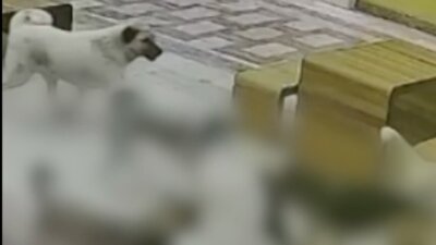 Hatay’ın İskenderun ilçesinde çarşı esnafının beslediği bir kedi, gece saatlerinde